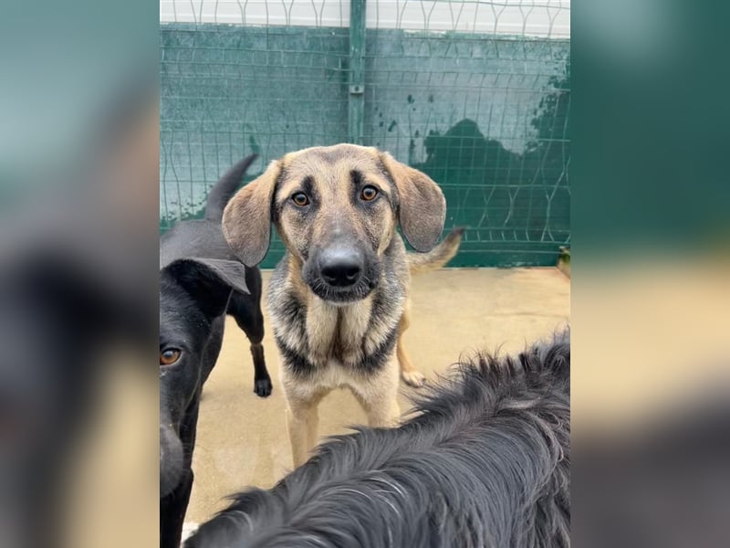Bracken Mischlingsrüde Rüde Lenco sucht dringend ein Zuhause oder eine Pflegestelle