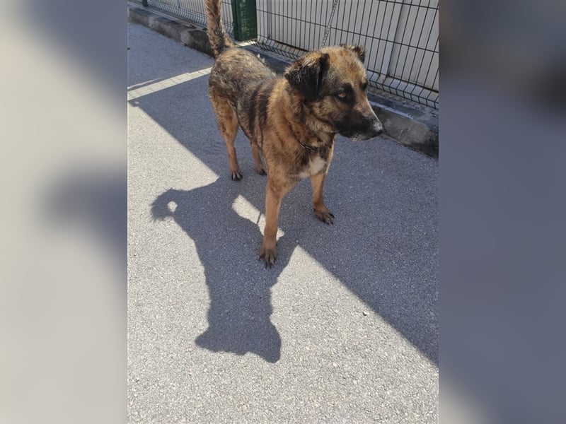 lieber, anfangs zurückhaltender Mischlingsrüde Vuk sucht ein geeignetes Daheim