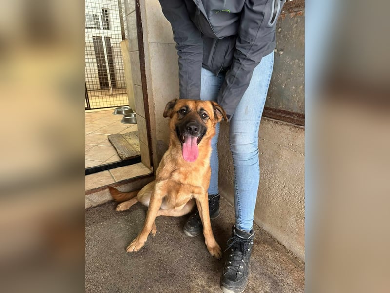 Hübscher Mischlingsrüde Koda sucht seine Familie