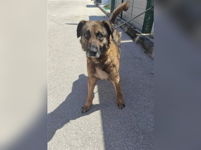 lieber, anfangs zurückhaltender Mischlingsrüde Vuk sucht ein geeignetes Daheim