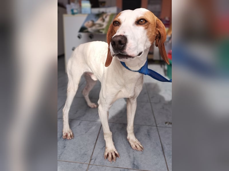 Aktiver Bracken Mischling Pongo sucht ein zuhause