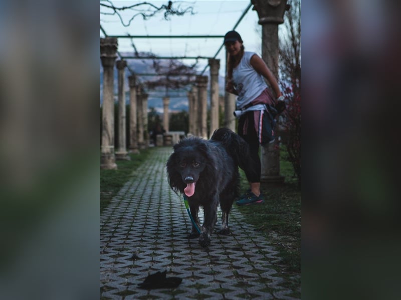 Lieber Mischlings Rüde Medo sucht ein liebes Zuhause