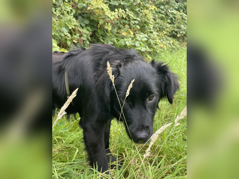 Herzenshund Golden Retriever Mix Jamie sucht sein Körbchen