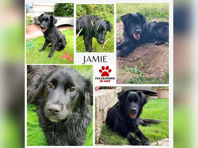 Herzenshund Golden Retriever Mix Jamie sucht sein Körbchen