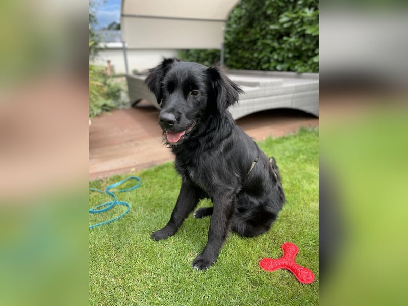Herzenshund Golden Retriever Mix Jamie sucht sein Körbchen