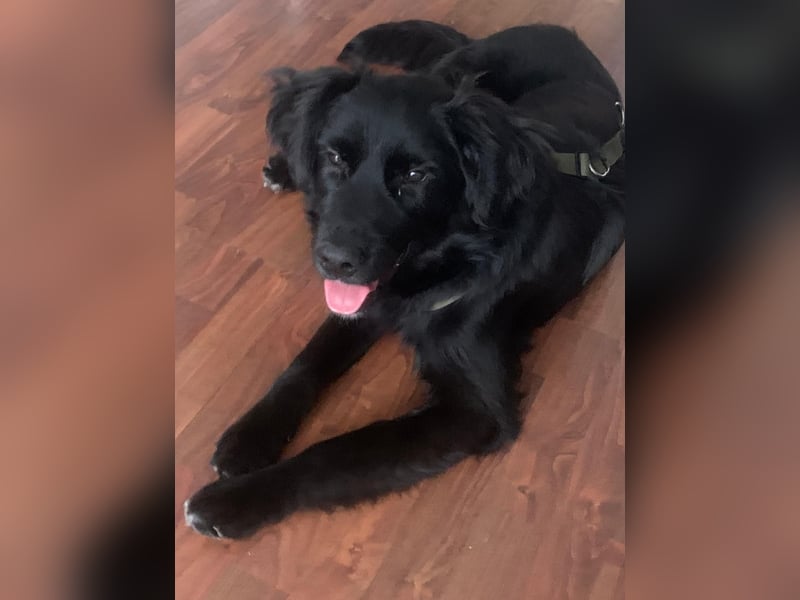 Herzenshund Golden Retriever Mix Jamie sucht sein Körbchen