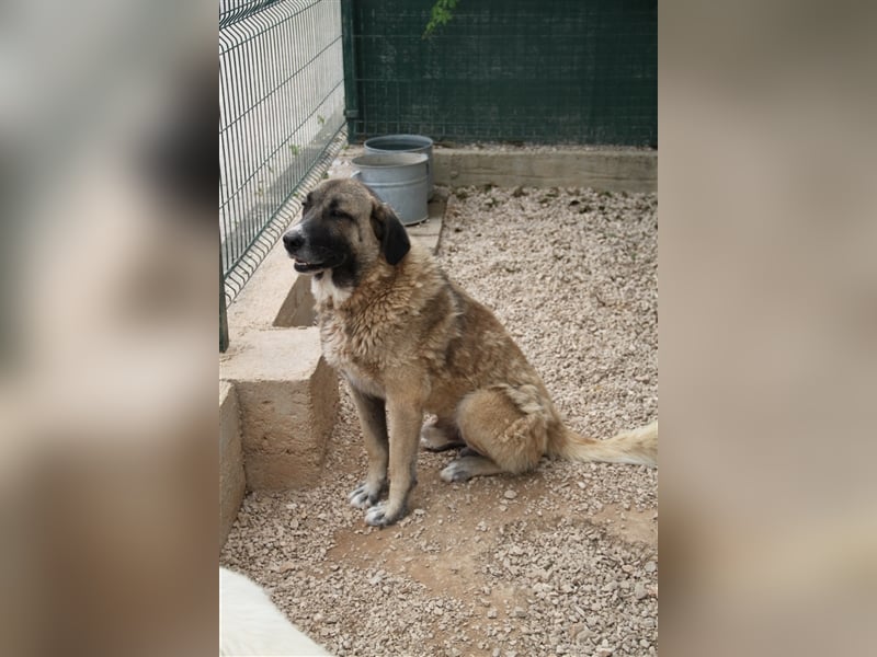 Tauro sucht ein Zuhause mit Herdenschutzhund Erfahrung