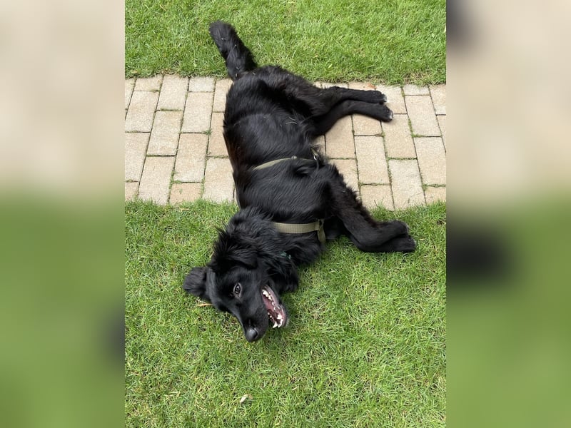 Herzenshund Golden Retriever Mix Jamie sucht sein Körbchen