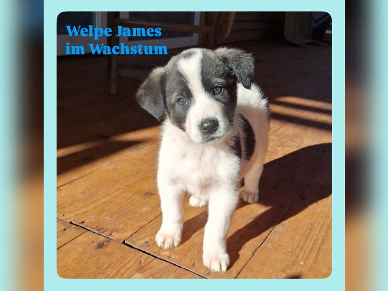 Welpen Bub James sucht eine Familie