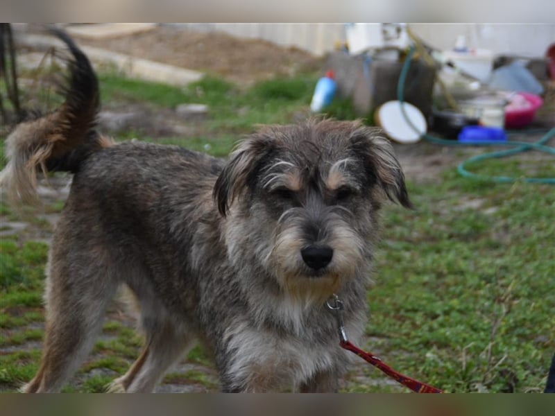 Mischlings Rüde Alf sucht sein Zuhause für immer