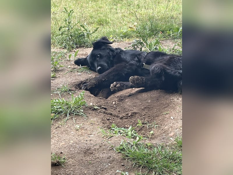 Herzenshund Golden Retriever Mix Jamie sucht sein Körbchen