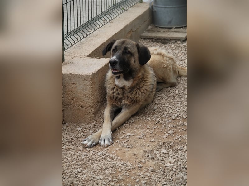 Tauro sucht ein Zuhause mit Herdenschutzhund Erfahrung