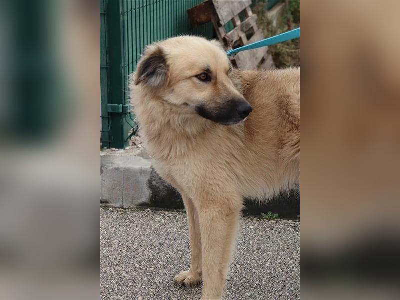 Hübscher Adrijan sucht liebevolles und Herdenschutzhund geeignetes Zuhause