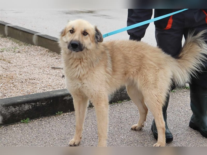 Hübscher Adrijan sucht liebevolles und Herdenschutzhund geeignetes Zuhause