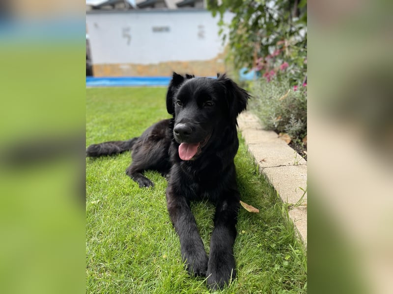 Herzenshund Golden Retriever Mix Jamie sucht sein Körbchen