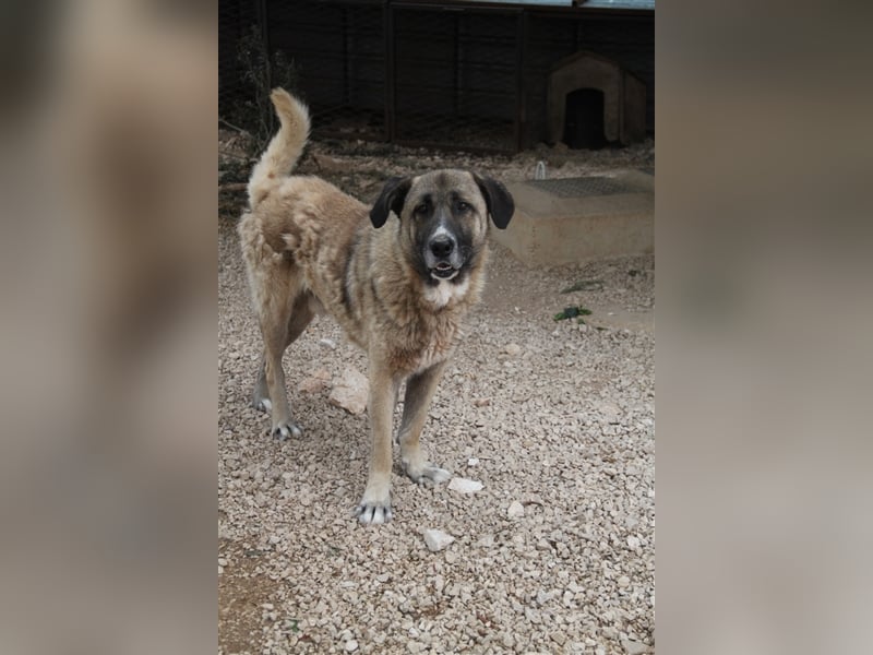Tauro sucht ein Zuhause mit Herdenschutzhund Erfahrung