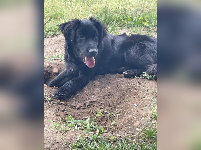 Herzenshund Golden Retriever Mix Jamie sucht sein Körbchen