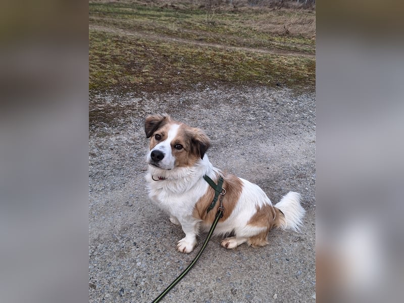 Rufus sucht seine Menschen
