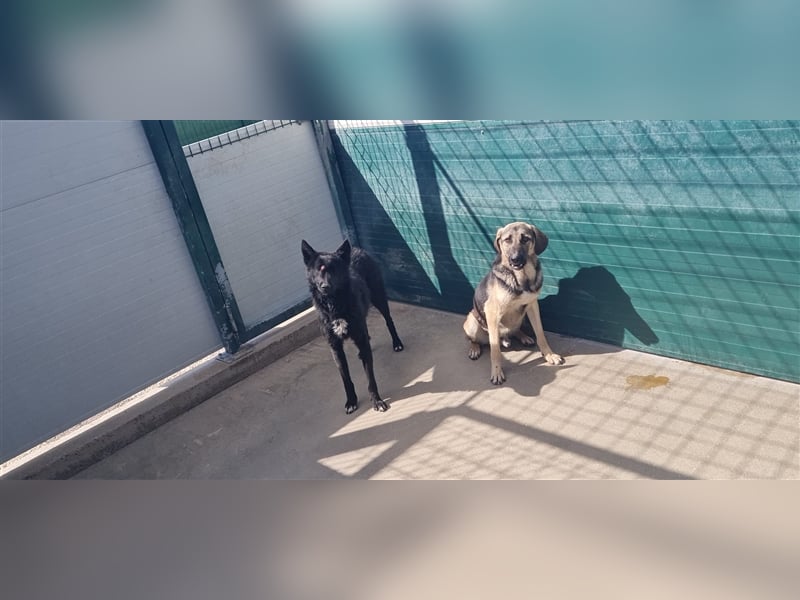 Bracken Mischlingsrüde Rüde Lenco sucht dringend ein Zuhause oder eine Pflegestelle