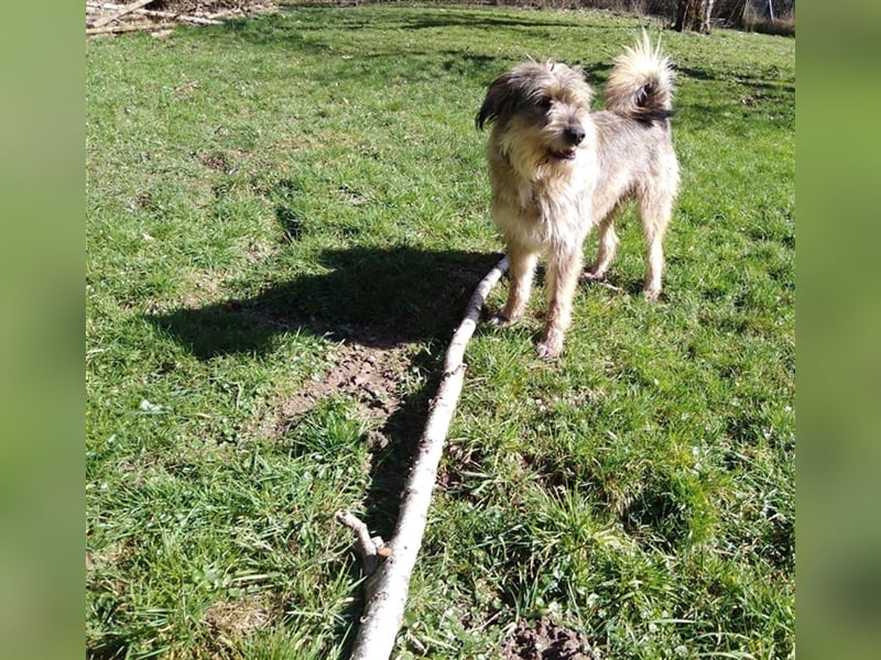 Mischlings Rüde Alf sucht sein Zuhause für immer