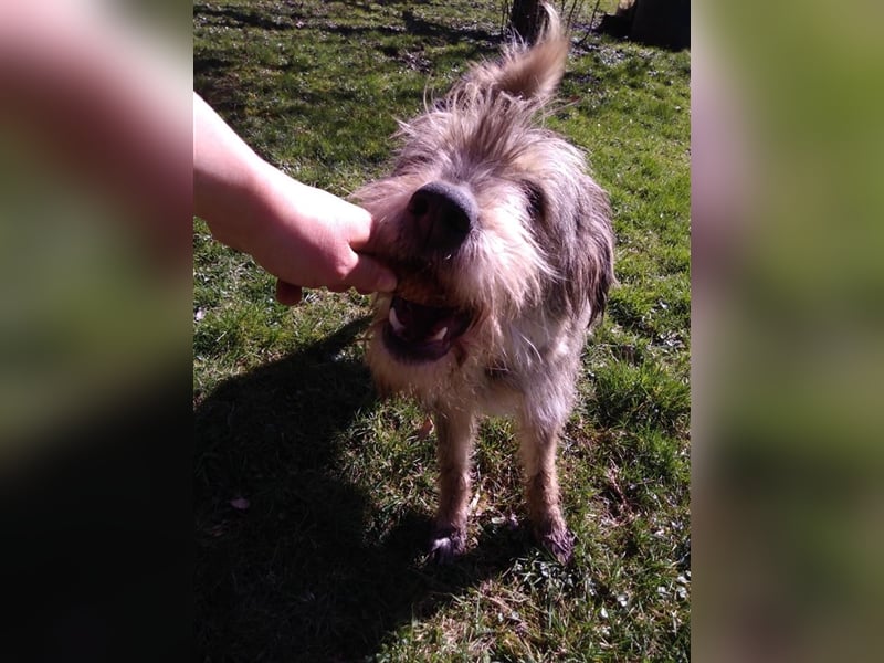 Mischlings Rüde Alf sucht sein Zuhause für immer