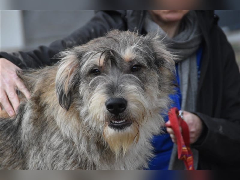 Mischlings Rüde Alf sucht sein Zuhause für immer