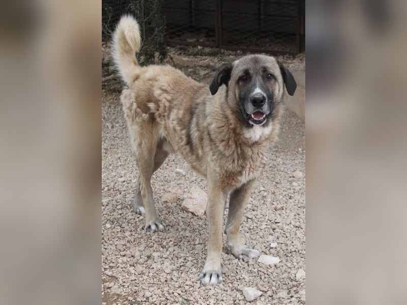 Tauro sucht ein Zuhause mit Herdenschutzhund Erfahrung