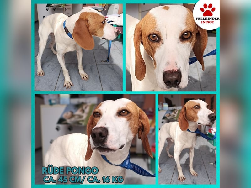 Aktiver Bracken Mischling Pongo sucht ein zuhause