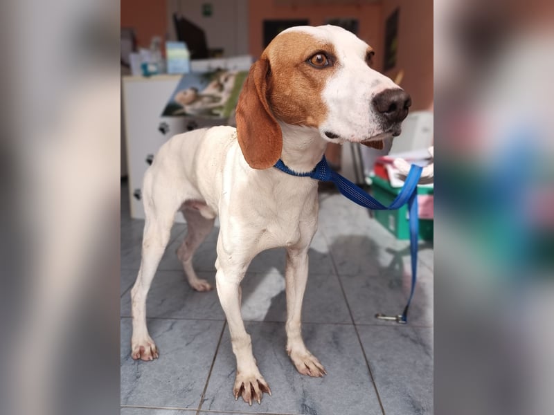 Aktiver Bracken Mischling Pongo sucht ein zuhause