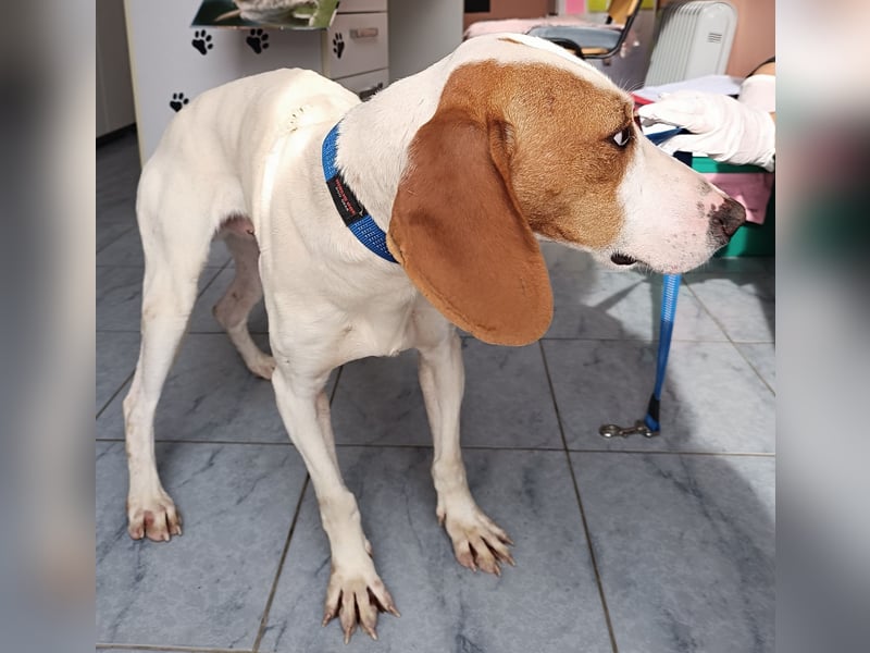 Aktiver Bracken Mischling Pongo sucht ein zuhause
