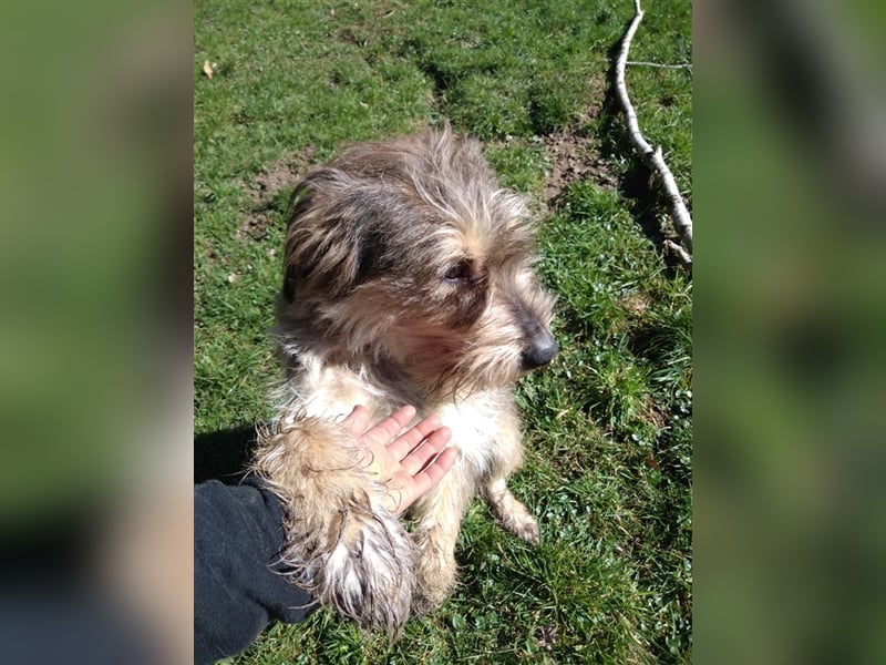 Mischlings Rüde Alf sucht sein Zuhause für immer