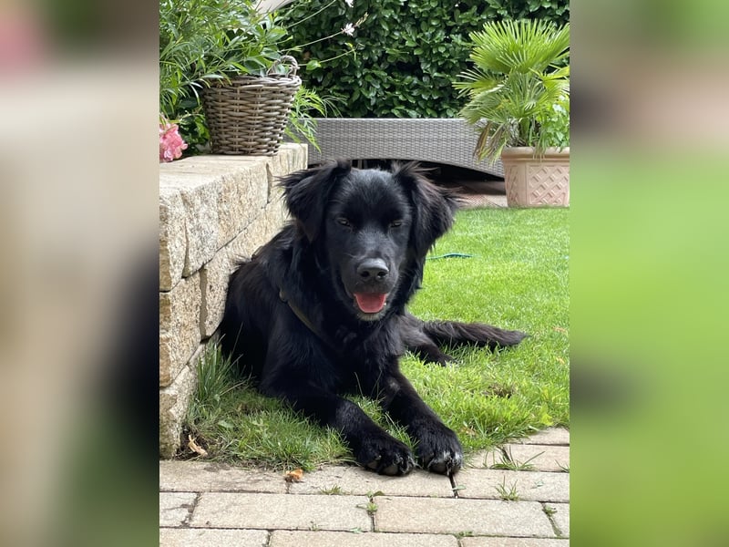 Herzenshund Golden Retriever Mix Jamie sucht sein Körbchen