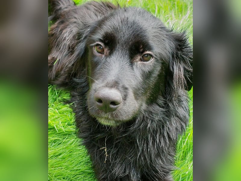 Herzenshund Golden Retriever Mix Jamie sucht sein Körbchen
