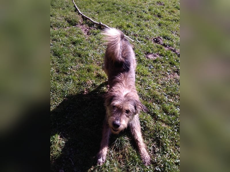Mischlings Rüde Alf sucht sein Zuhause für immer