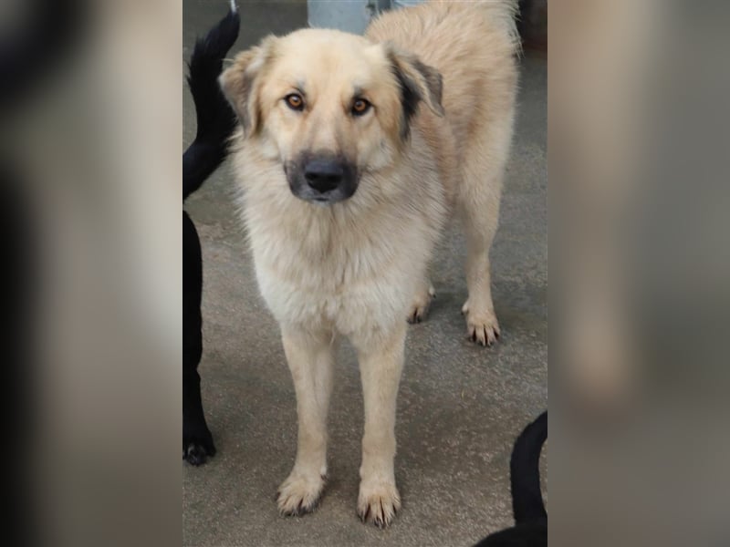 Hübscher Adrijan sucht liebevolles und Herdenschutzhund geeignetes Zuhause