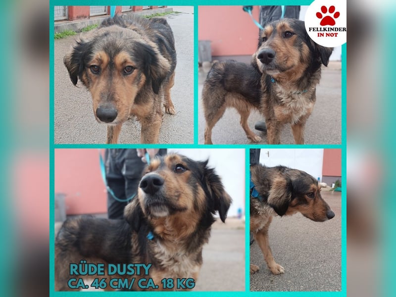 Ruhiger Mischlingsrüde Dusty sucht sein Körbchen