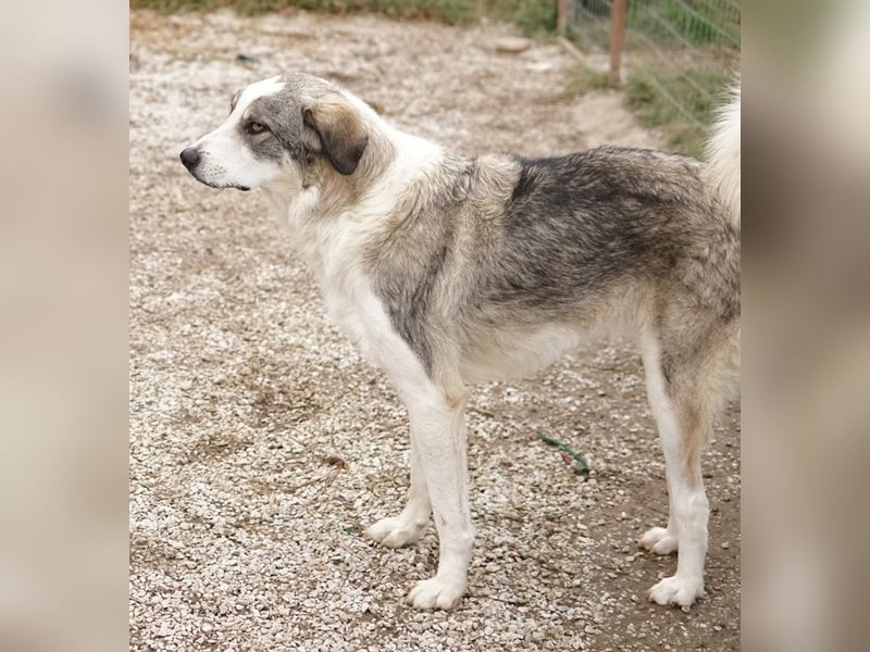 Balou, geb. ca. 05/2022, lebt in GRIECHENLAND, im städt. Tierheim Serres