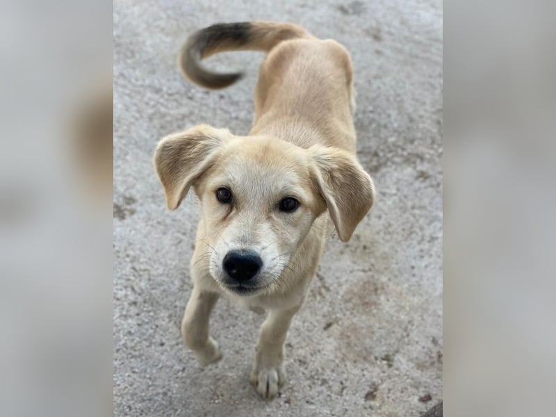 Shaggy, geb. ca. 04/2025, lebt in GRIECHENLAND, im städt. Tierheim Serres