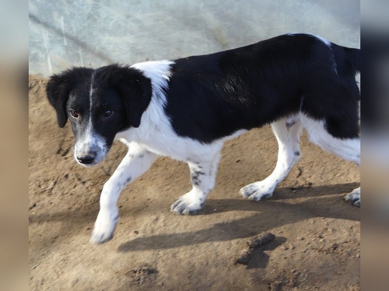 Herr Jasper, geb. ca. 05/2024, lebt in GRIECHENLAND, im städt. Tierheim Serres