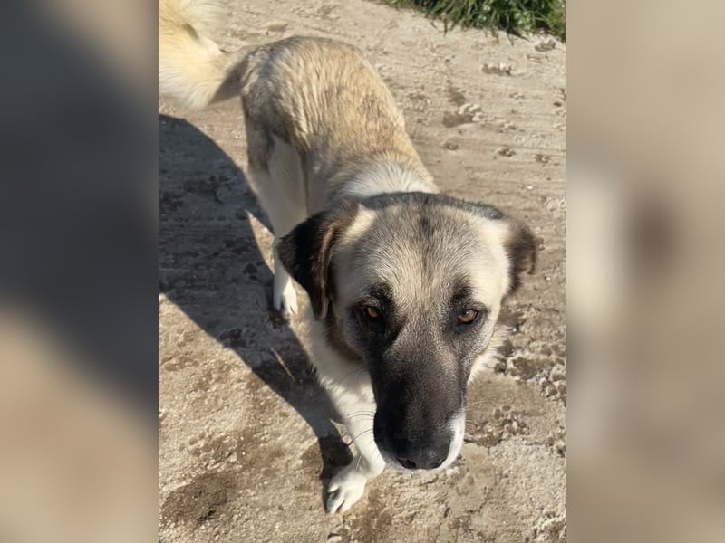Orlando, geb. ca. 10/2018, lebt in GRIECHENLAND, auf einem Gelände, Hunde werden notdürftig versorgt