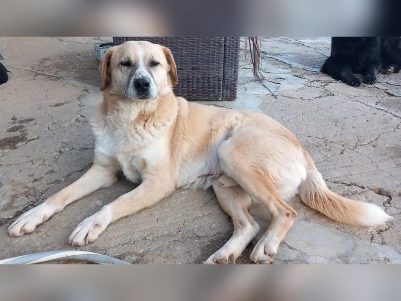 Spike, geb. ca. 05/2019, lebt in GRIECHENLAND, im städt. Tierheim Serres