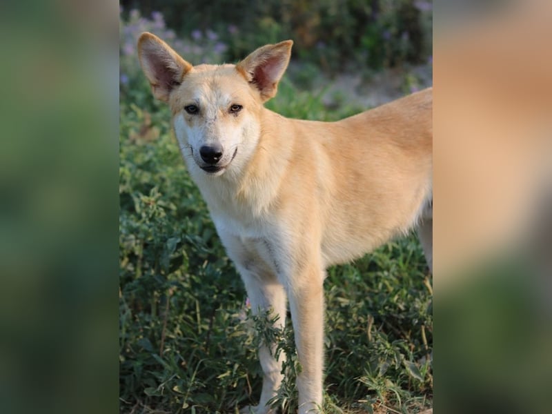 Milio, geb. ca. 09/2022, lebt in GRIECHENLAND, im städt. Tierheim Serres