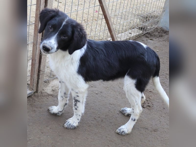 Herr Jasper, geb. ca. 05/2024, lebt in GRIECHENLAND, im städt. Tierheim Serres