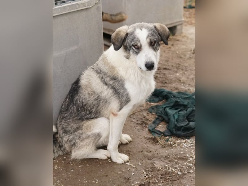 Balou, geb. ca. 05/2022, lebt in GRIECHENLAND, im städt. Tierheim Serres