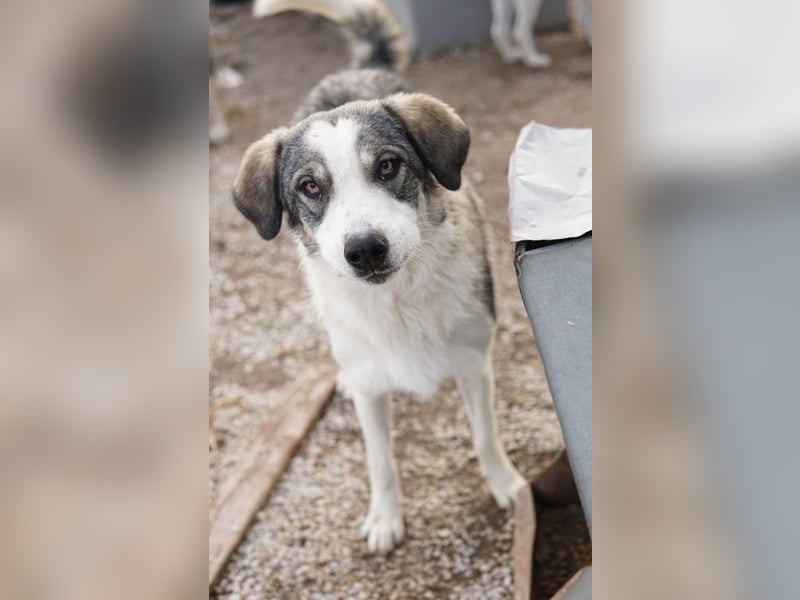 Balou, geb. ca. 05/2022, lebt in GRIECHENLAND, im städt. Tierheim Serres