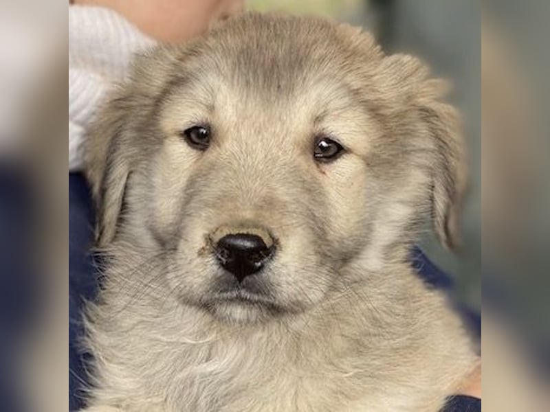 Jako, geb. ca. 09/2023, lebt in GRIECHENLAND, im städt. Tierheim Serres