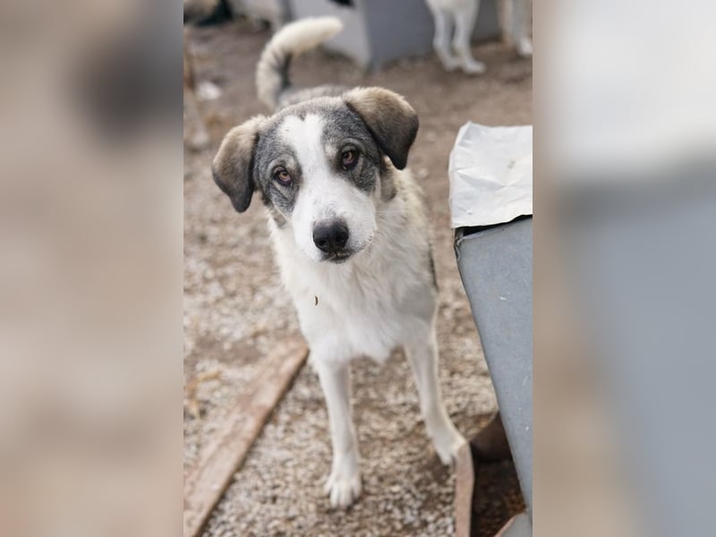 Balou, geb. ca. 05/2022, lebt in GRIECHENLAND, im städt. Tierheim Serres