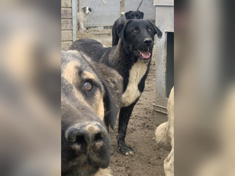 Robi, geb. ca. 09/2022, lebt in GRIECHENLAND, im städt. Tierheim Serres