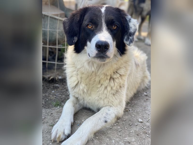 Harbin, geb. ca. 05/2022, lebt in GRIECHENLAND, im städt. Tierheim Serres
