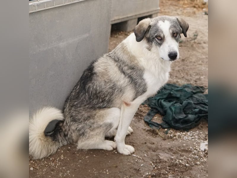 Balou, geb. ca. 05/2022, lebt in GRIECHENLAND, im städt. Tierheim Serres